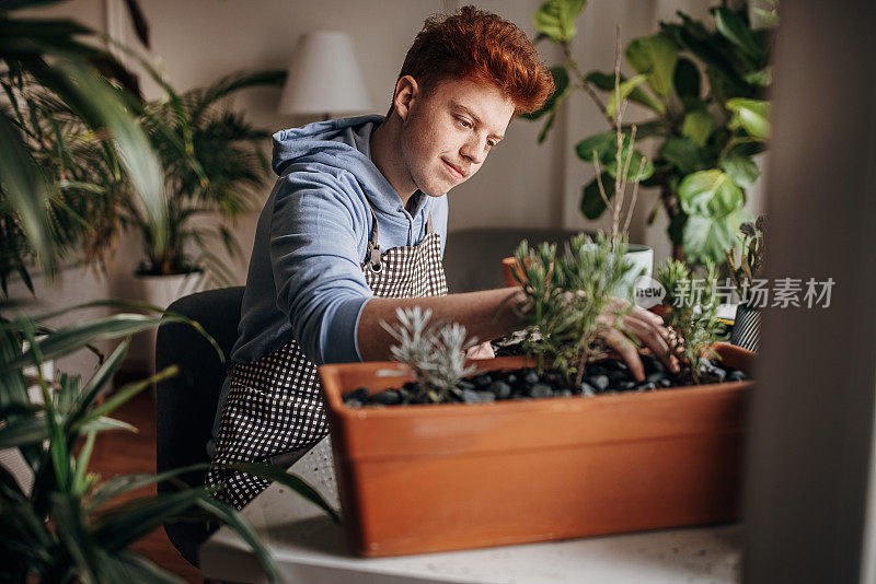 红发少年在家里种植室内植物