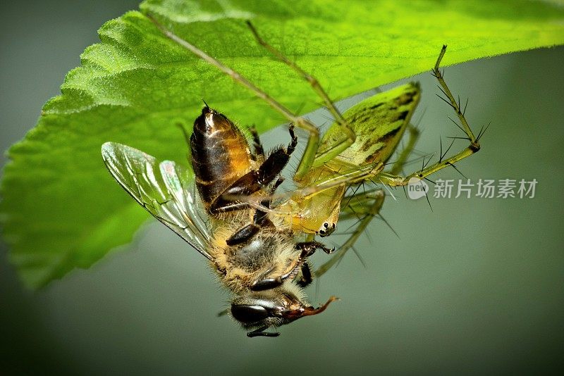 蜘蛛吃苍蝇昆虫-动物的行为。