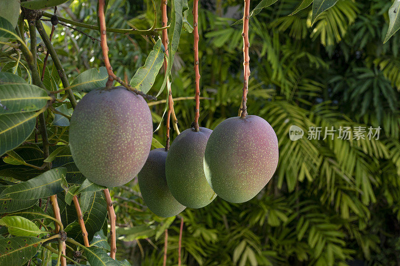 树上挂着未成熟的芒果