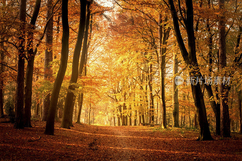 秋天穿过山毛榉树林的小路，阳光透过树冠照射进来