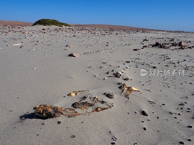 骷髅海岸海滩上的海豹木乃伊