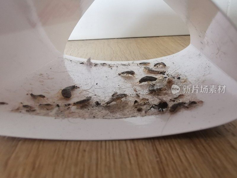 铺在强化地板上的捕鼠器在粘性表面捕获的蠹虫