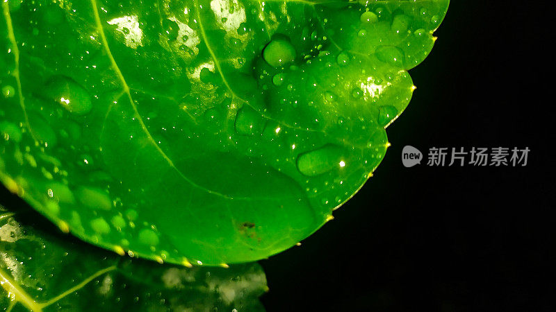 在雨季潮湿植物叶子的特写