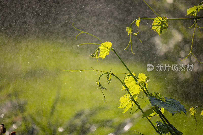 洒水车在夏天浇草