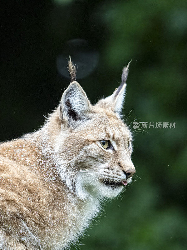 成年雄性欧亚山猫