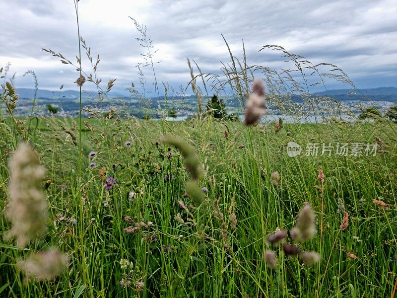 草秃羚(草甸狐)