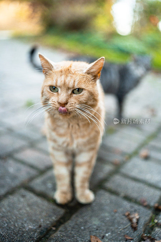 特写有趣的家猫库存照片