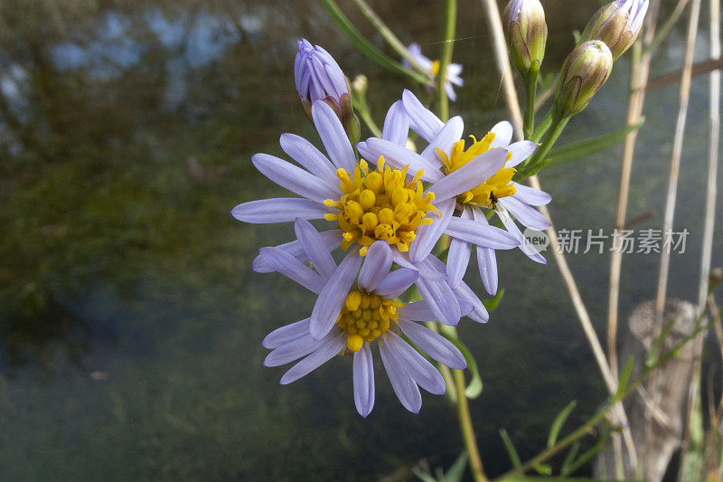 海紫菀(紫菀)