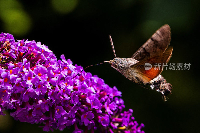 这是一幅微距肖像，一只蜂鸟鹰蛾盘旋在蝴蝶丛上，用喙进食花蜜。这种昆虫也被称为狮身人面像蛾或星状巨舌蛾。