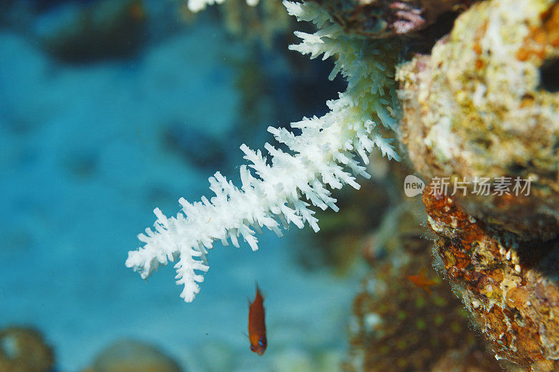 指珊瑚海洋生物宏，特写。珊瑚礁水下照片水肺潜水员视角红海