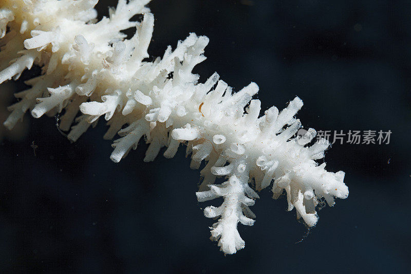 指珊瑚海洋生物宏，特写。珊瑚礁水下照片水肺潜水员视角红海