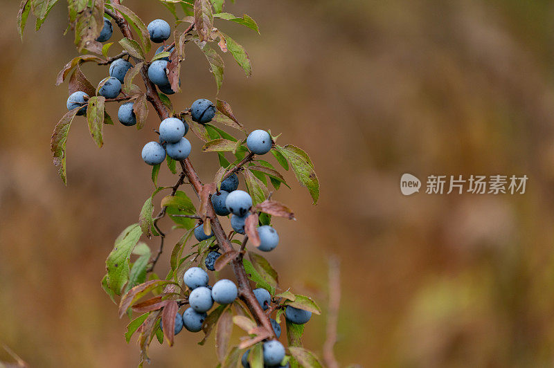 树枝上的黑莓