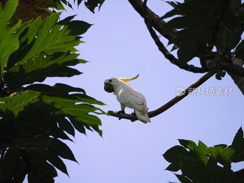 树枝上的有硫冠的凤头鹦鹉(仙人掌)