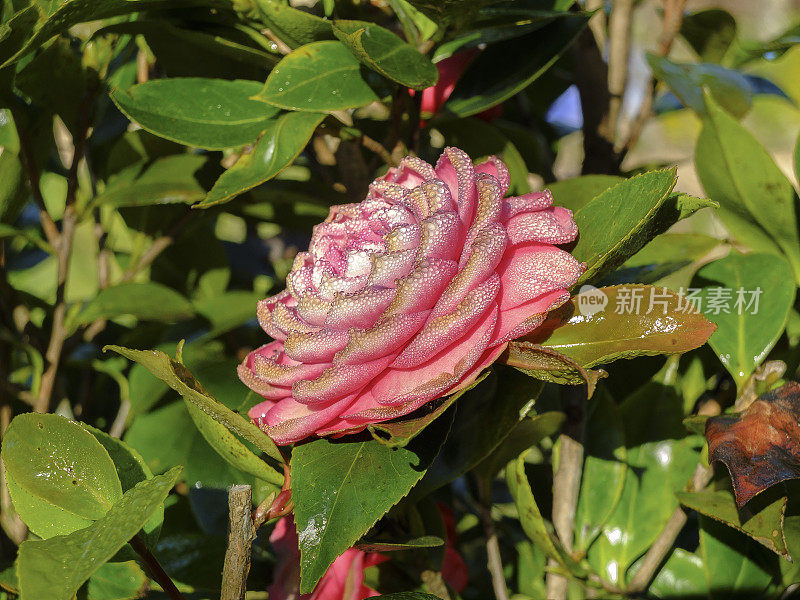 花园里美丽的粉红玫瑰