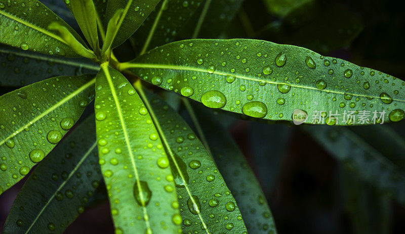 绿叶上有雨滴，自然背景