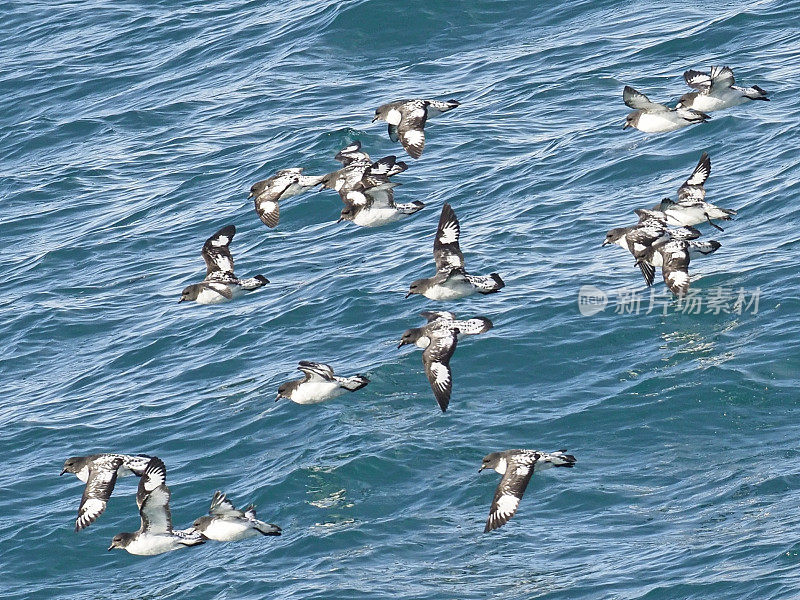 一群海燕从南极洲的威德尔海起飞