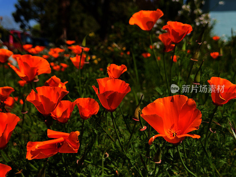 加州罂粟花——特写，风景