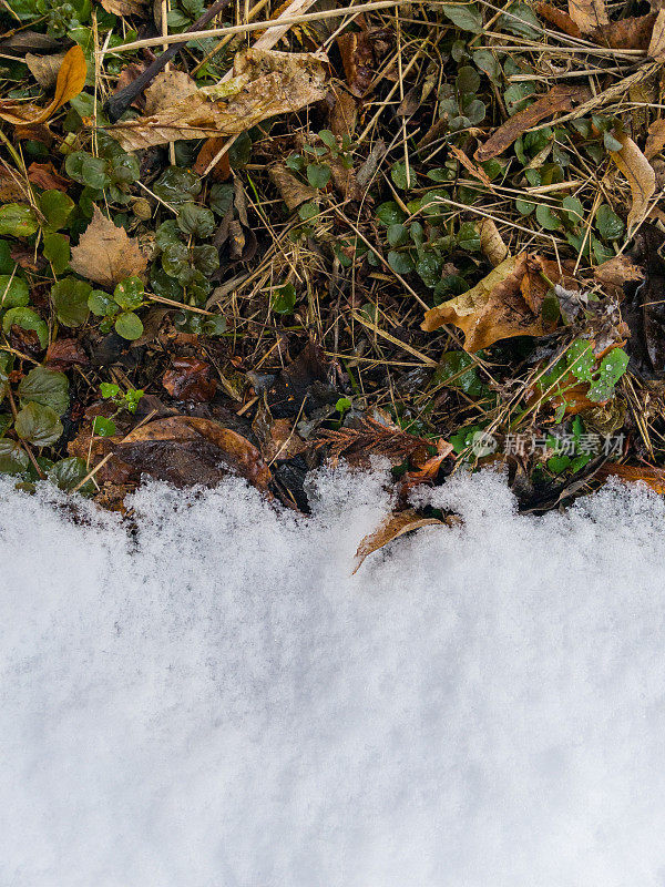 绿草上的雪，干叶上的雪。绿色草坪上的积雪正在融化。雪的草坪。冬天。