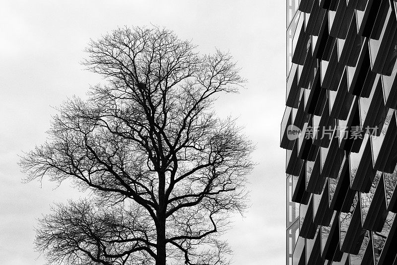 由玻璃制成的现代建筑，前面生长着一棵黑白相间的树