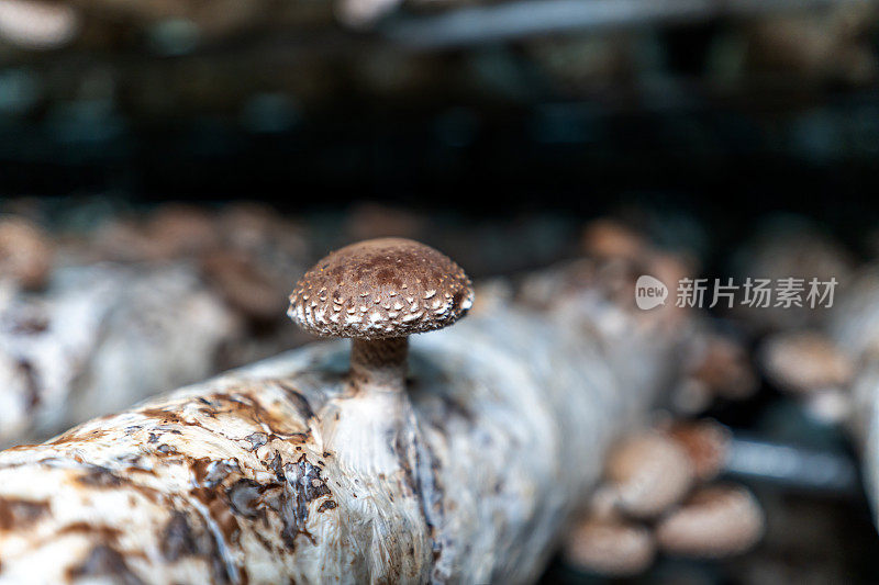 蘑菇在食用蘑菇培养基上生长的特写镜头
