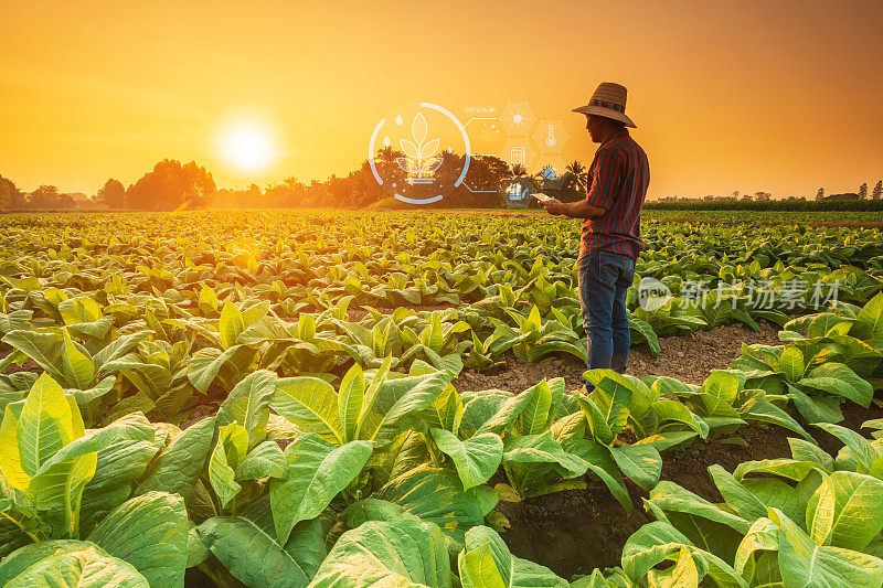 农民在烟草田工作，使用数字平板电脑显示智能农业界面图标和光耀斑日落效果。智能农业新技术经营理念。