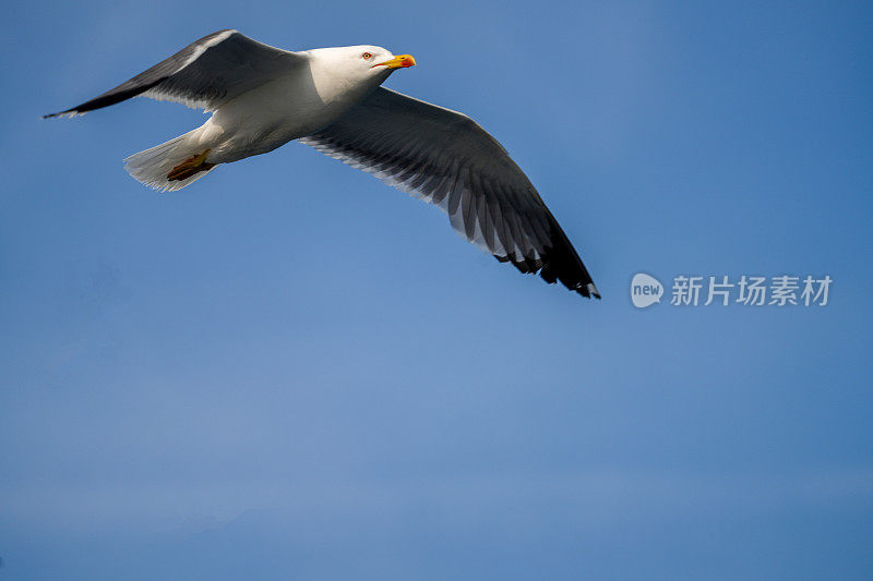 海鸥的特写，海鸟在他脚下的晴空中飞翔