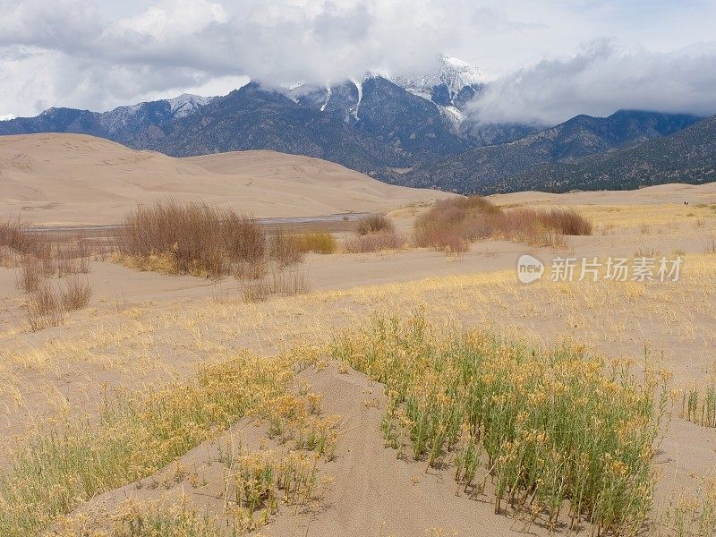 植物适应了大沙丘国家公园和保护区的流沙