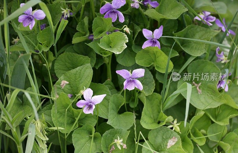 日本北海道Shari区的紫色花朵