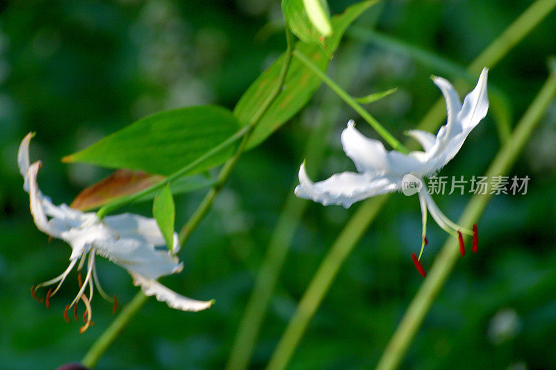 日本百合:精致的百合，有芳香的垂花