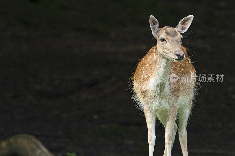 夏天丹麦森林里的幼鹿和老鹿