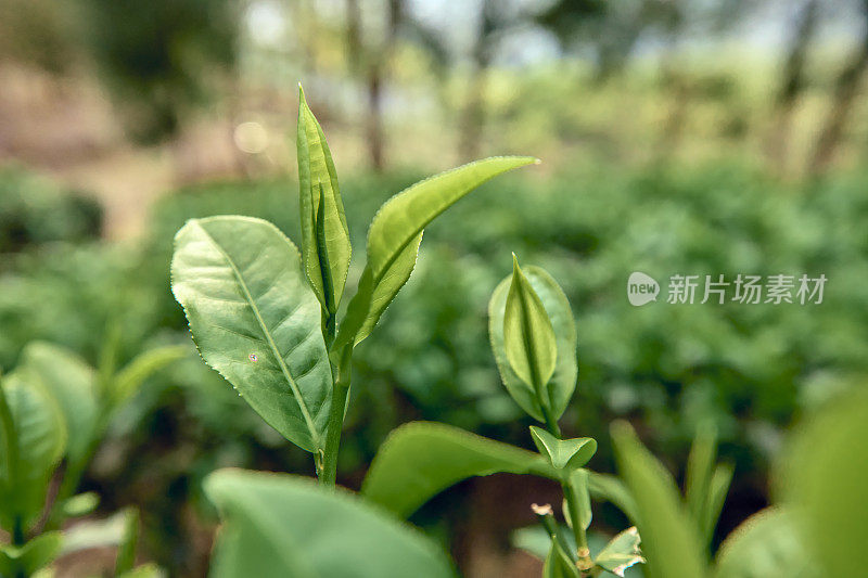 茶园里的新鲜茶叶。