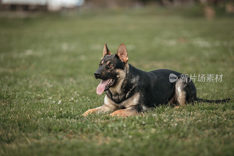 躺在户外的年轻德国牧羊犬