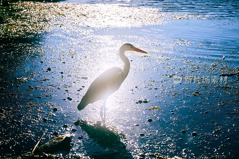 在一个阳光明媚的日子里，一只苍鹭在池塘里涉水