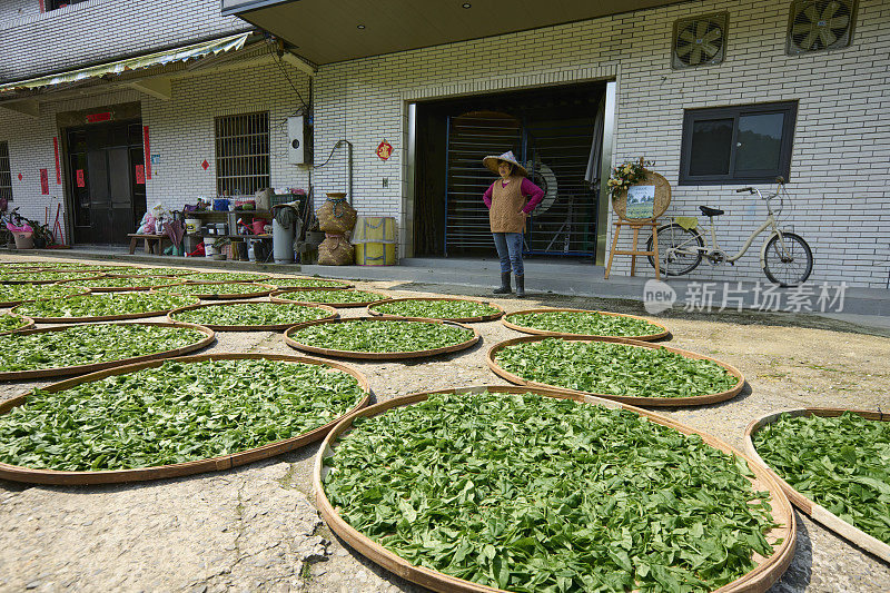 亚洲农民在房子附近晒茶叶。