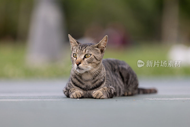 一只斑纹流浪猫躺在地上。