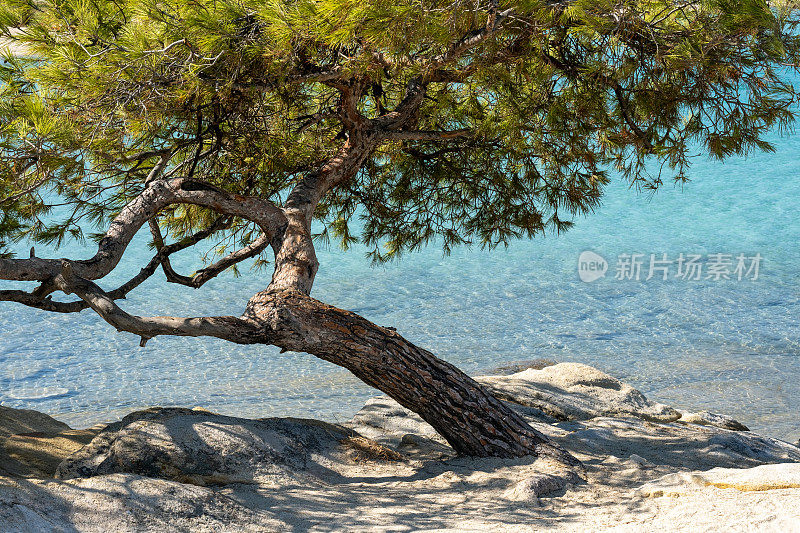 哈尔基迪基海滩上，一棵孤零零的松树长在靠近水面的岩石上