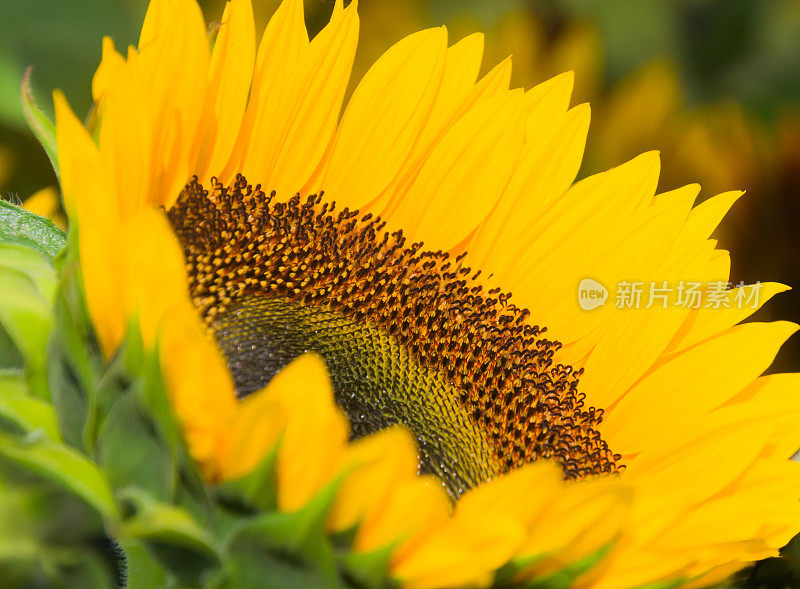 夏日向日葵特写