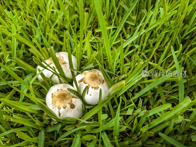 绿草景观中的野蘑菇