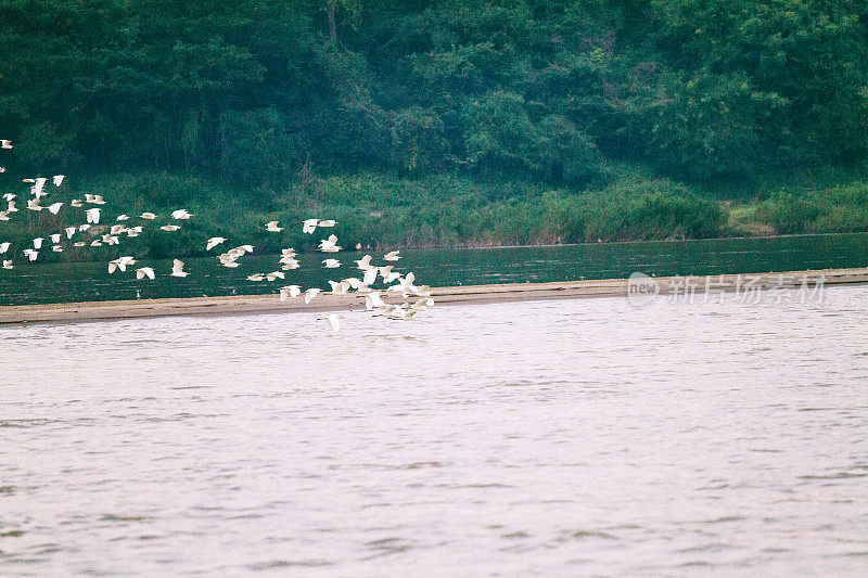 日落时分，湄公河上有泰国鹤的飞翔