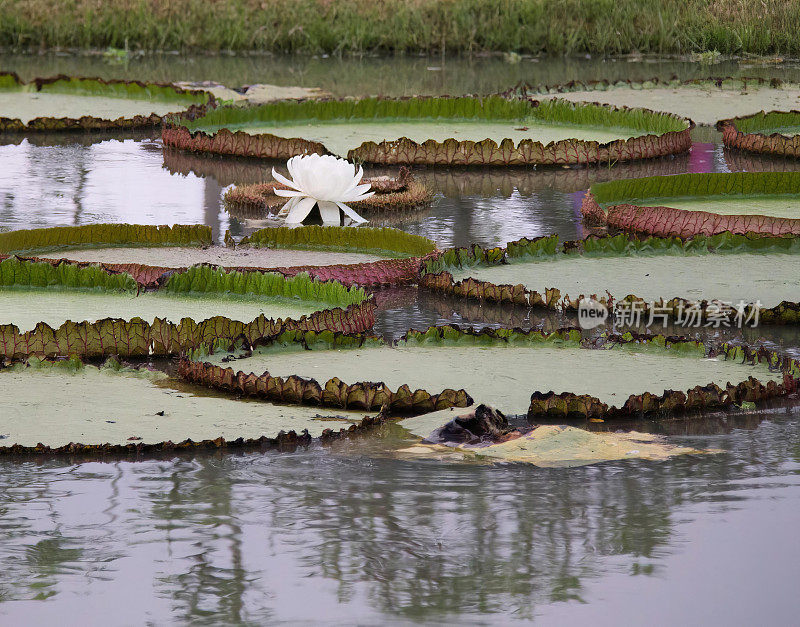 一张池塘里的大百合的照片，上面坐着一只鸟，池塘中央有一朵大白花。