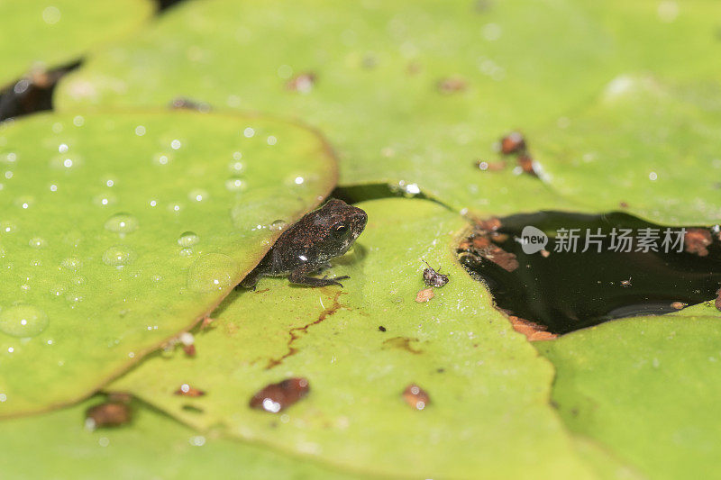 树叶为大池塘里的小青蛙提供了掩护。