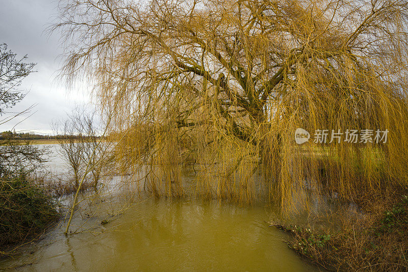 剑桥郡，一棵柳树和被洪水淹没的坎河。