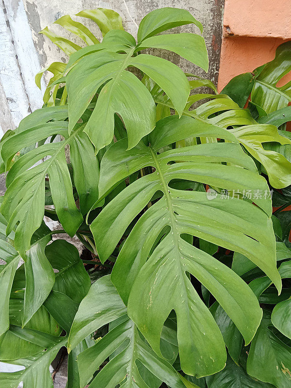 蓬莱蕉植物