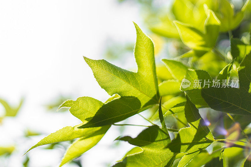 绿色植物叶片叶绿素光合作用。树木清新葱郁的自然特写为生态环境自然背景