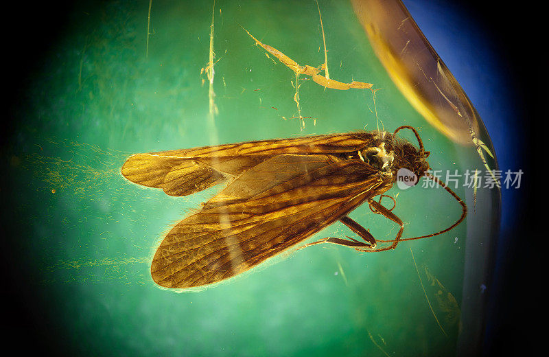 波罗的海琥珀中的毛翅目昆虫