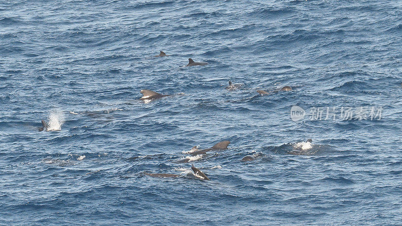 海面上的一群短鳍领航鲸