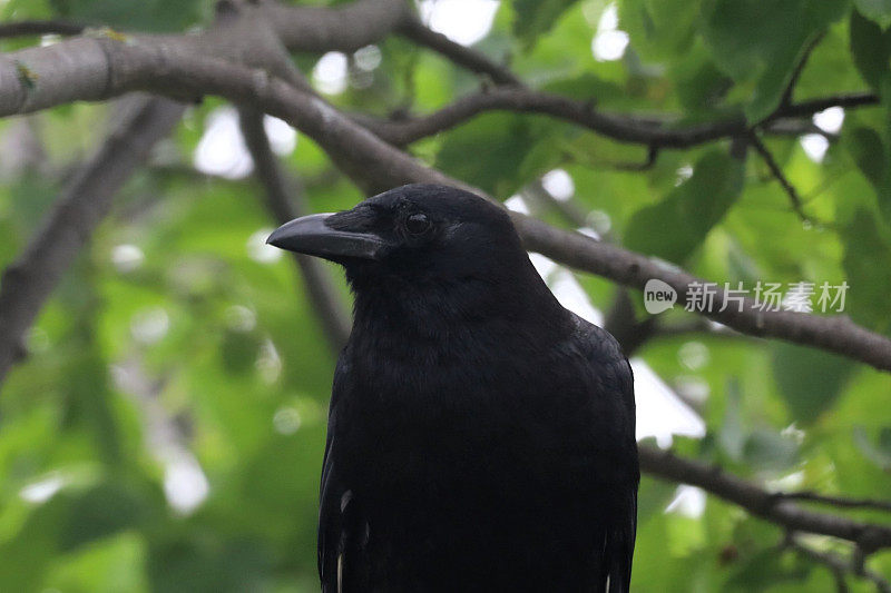 在多伦多的阿什布里奇湾，一只成年乌鸦栖息在绿色背景的树上