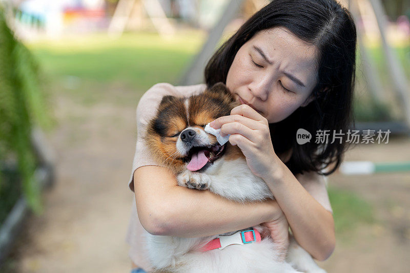 一位忠诚的女主人展示了宠物主人温柔的一面，她用纸巾小心翼翼地清洁她顽皮的博美犬的脸。故事发生在一个阳光明媚的花园里，狗狗快乐的行为留下了令人愉快的混乱。