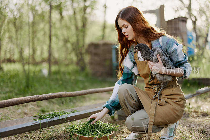 在一个有机农场，一名妇女手里拿着一只鸡，检查喂食器里有机饲料的新鲜度