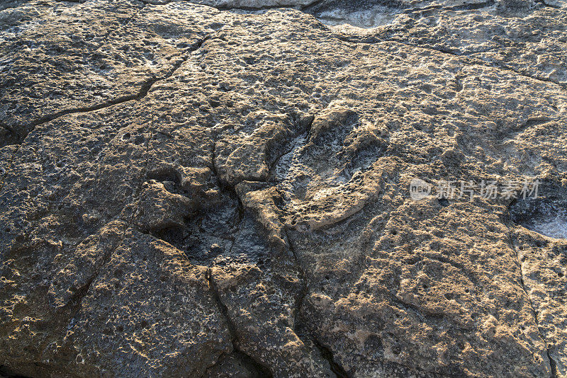 布里朱尼岛岩石上的恐龙脚印